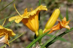 風(fēng)途科技：種植黃花菜需要什么氣候條件？